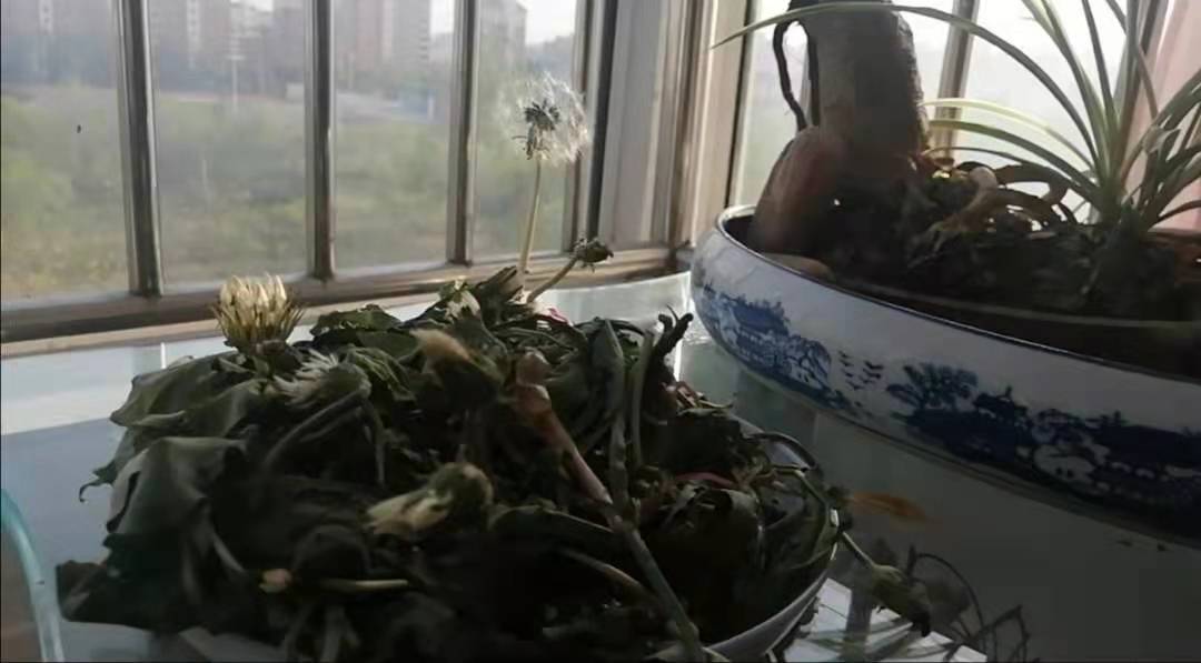 蒲公英怎么晾晒和保存不会生虫子,四季晾晒的蒲公英