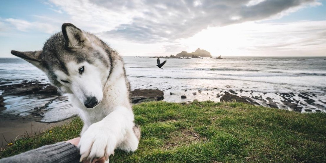 人不如狗系列——Instagram上身价最高的十只汪