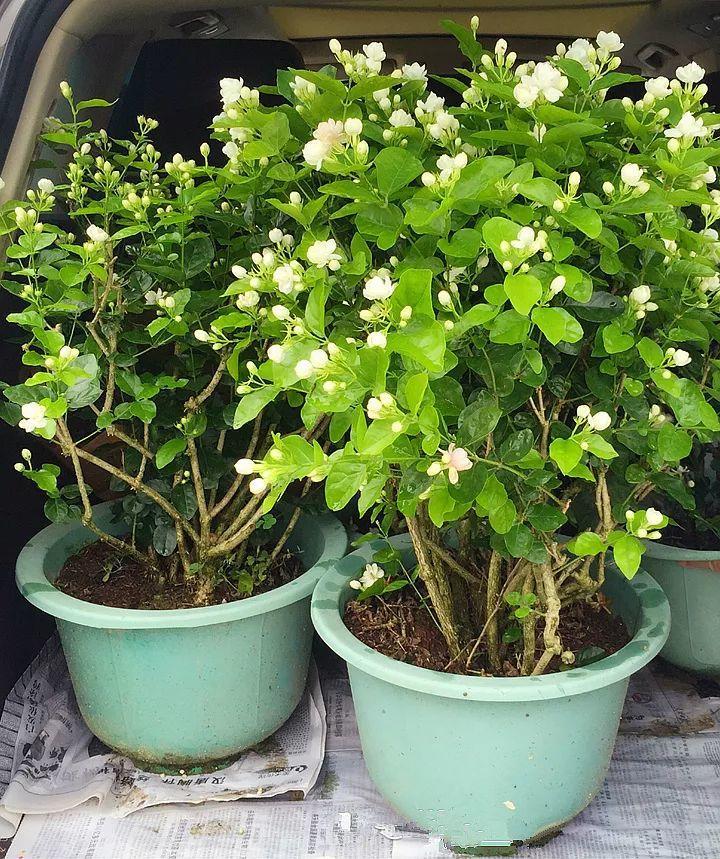 月季常见病害图解,月季枝干高花苞小怎么办