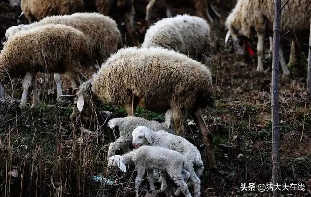 浅谈提高小尾寒羊繁殖率的6个技巧！