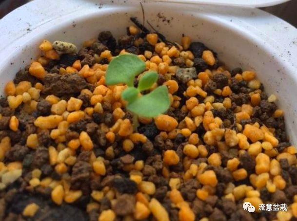 衣草的种植方法和注意事项图片,薰衣草用深盆还是浅盆种好看