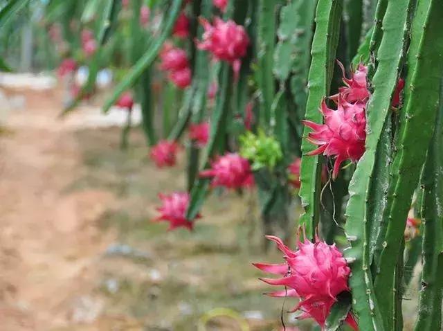 双流空港秘密花园,双流不要门票的公园