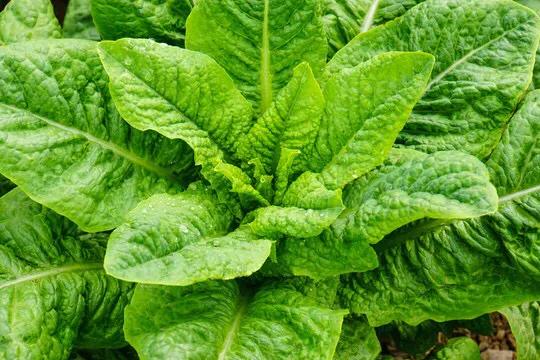 夏季高温病虫害应对措施,高温季用什么药防治蚜虫