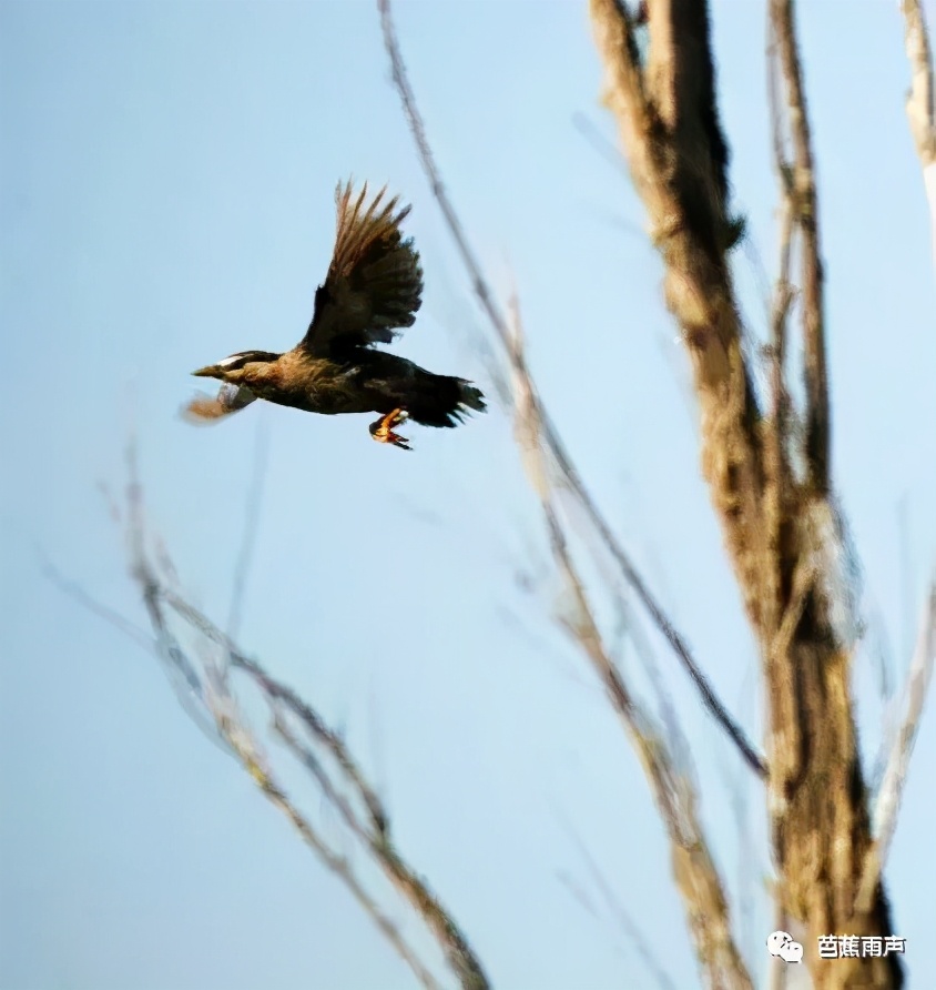 丰华街的白蜡树——新叶冉冉逢谷雨