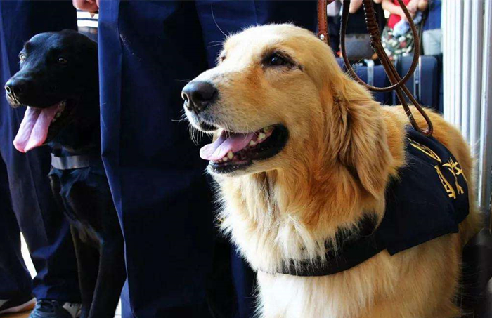 狗狗不吃饭怎么判断是否生病,狗狗拒食护食方法