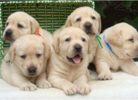 买小狗怎么避免挑到不好的狗,买狗怎么选才是好的狗呢