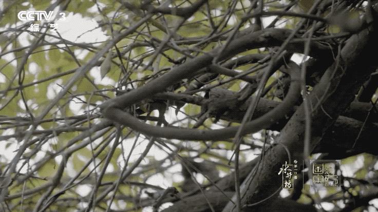 国家宝藏张国立故宫博物院,国家宝藏第三季张国立解说词