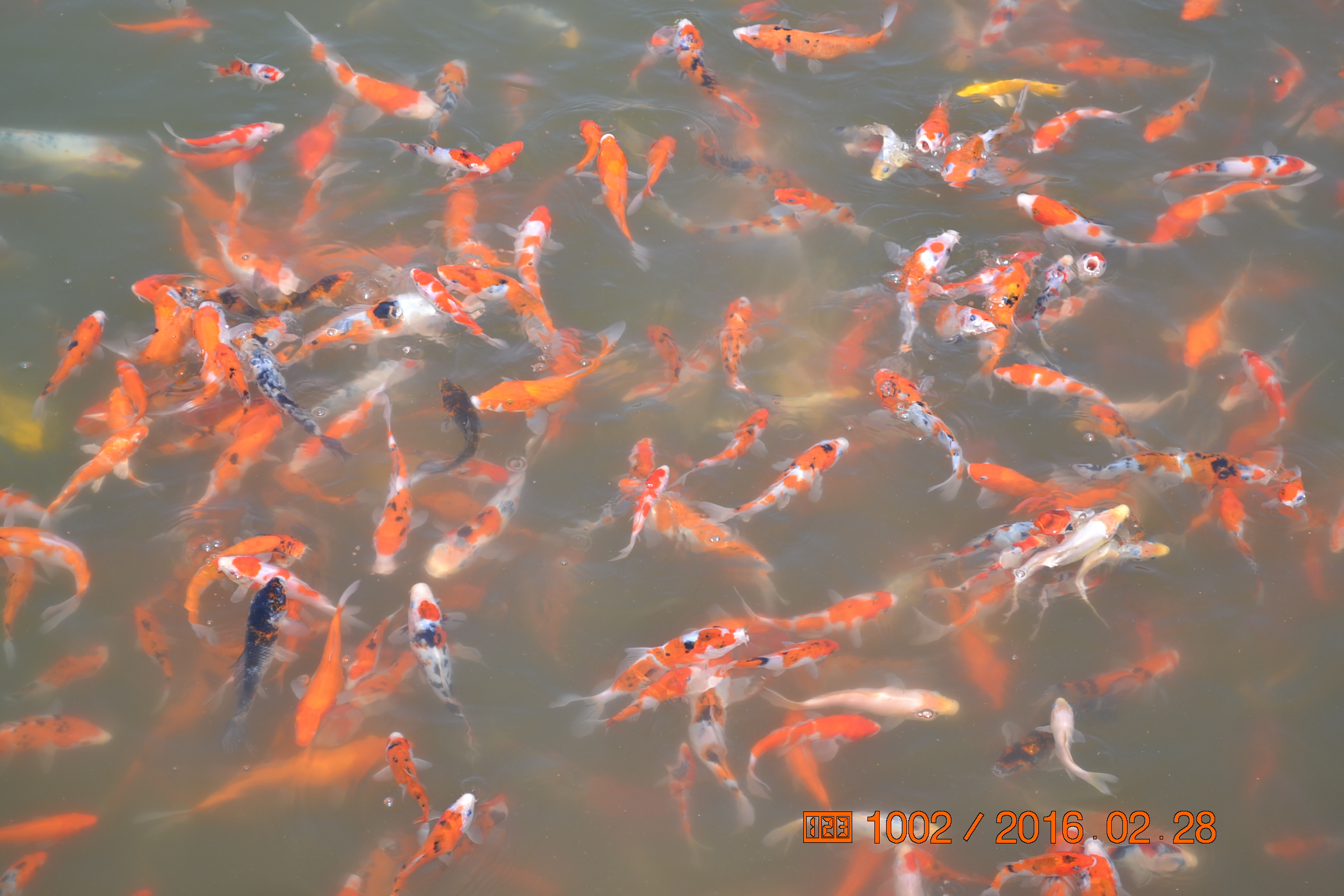 锦鲤苗成长,日本锦鲤水花苗成长