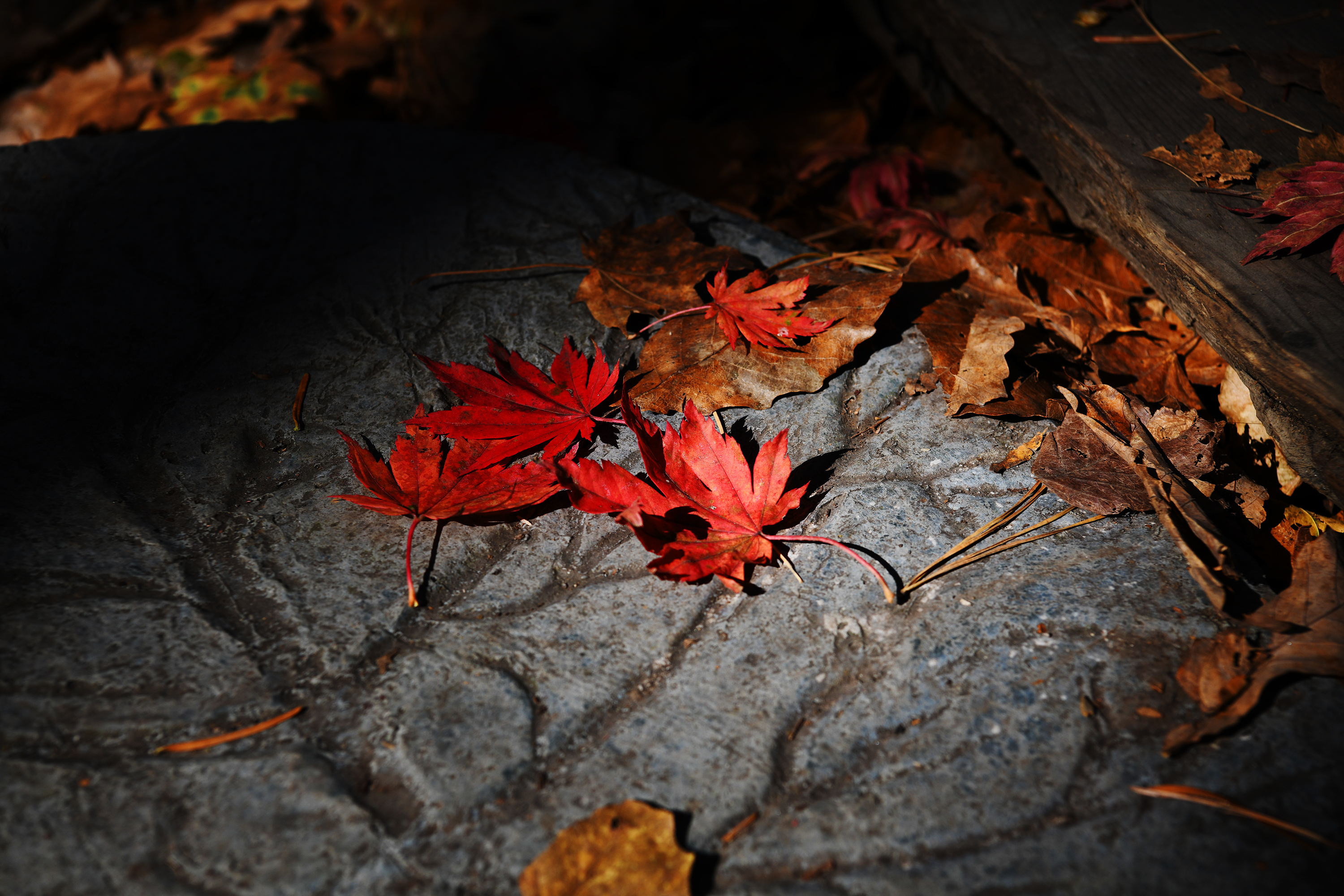 落英缤纷是落花吗,落英缤纷是叶子吗