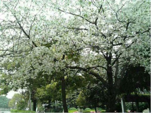 石室中学有什么好的,石室中学的缺点