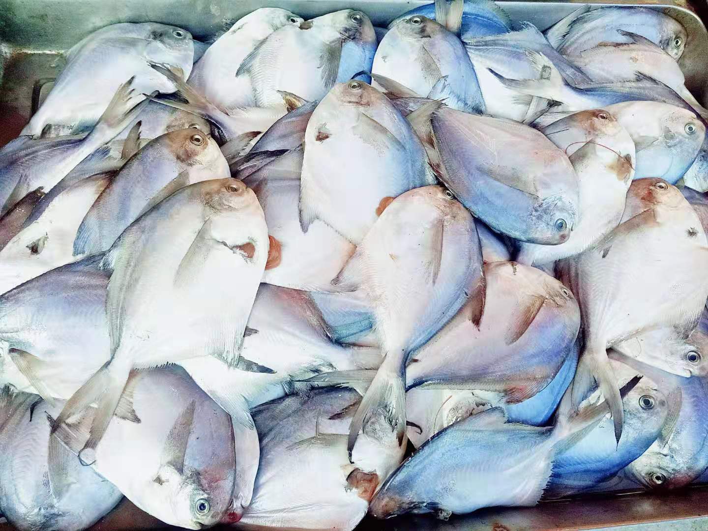 大鲳鱼的最佳做法儿童,鲳鱼的最佳做法宝宝吃