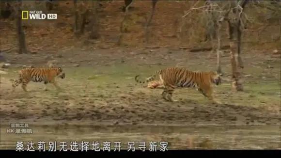 传奇虎王美元男:这只公虎两次作为“单亲奶爸”,养大了两窝虎崽