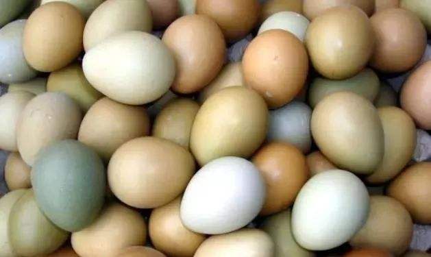 蛋鸡毛色不好的原因,养鸡羽毛发白怎么回事