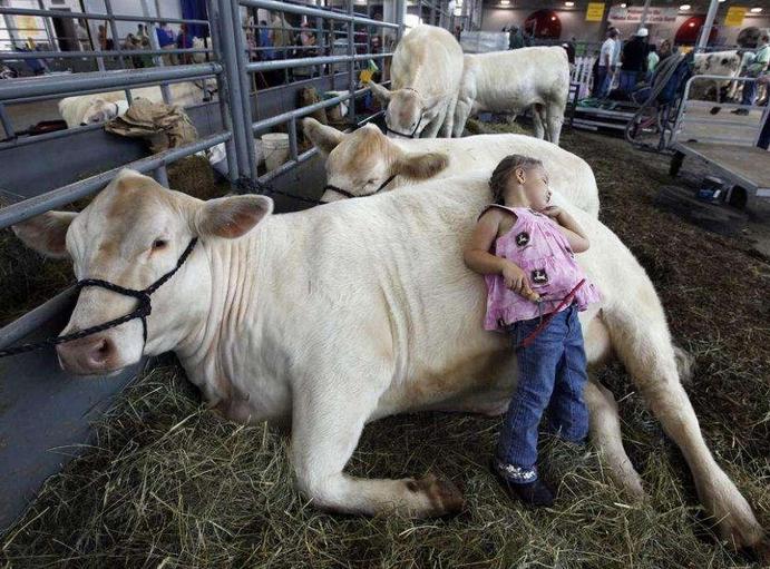 母牛产后瘫痪的原因及防治方法,母牛产后瘫痪快速治疗方法