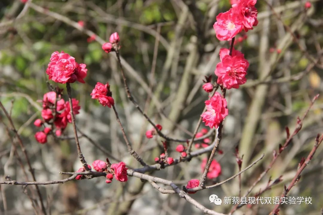 新蔡现代双语实验学校,新蔡县现代双语实验学校老照片