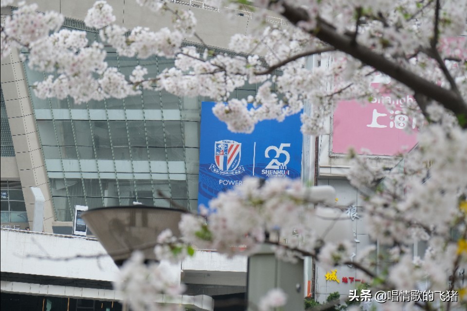 中国最美樱花观赏,上海虹口足球场最浪漫樱花