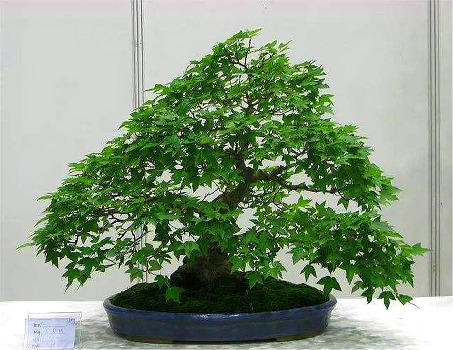 皱皮黄杨烂根了还有补救方法吗,黄杨盆景失枝的原因是什么