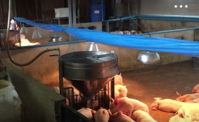 如何提高保育仔猪成活率,仔猪第二次分栏日龄