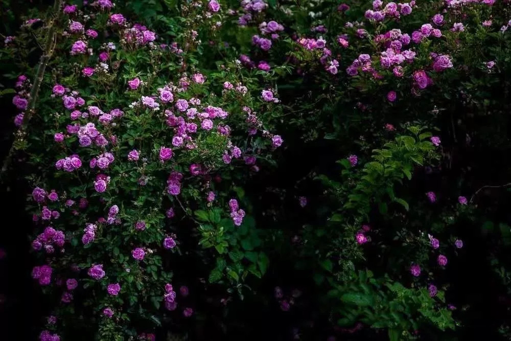 户撒佛祖的后花园现在怎么走,户撒为什么叫佛祖后花园