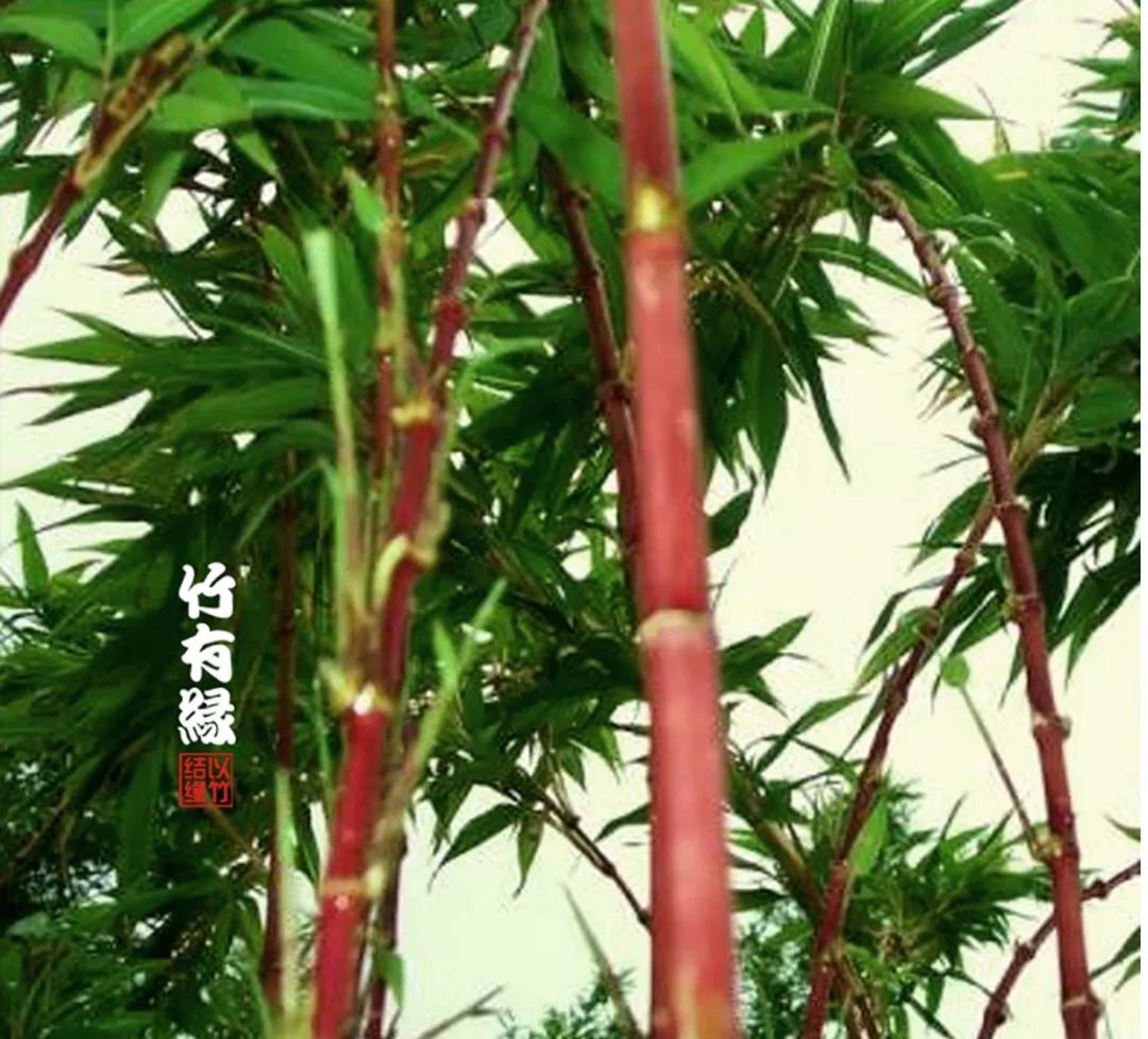 这红竹子美的——简直让人不敢相信是真的！