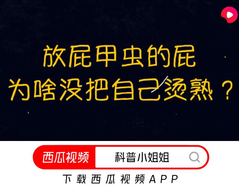 为什么射出100℃高温的屁水，放屁虫自己却没事？西瓜视频科普