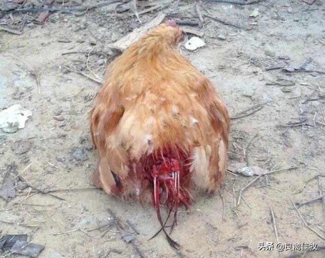 鸡啄羽啄肛如何制止,鸡啄屁股是什么病怎么给鸡治疗