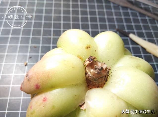 买来的植物没有根,买回多肉没根