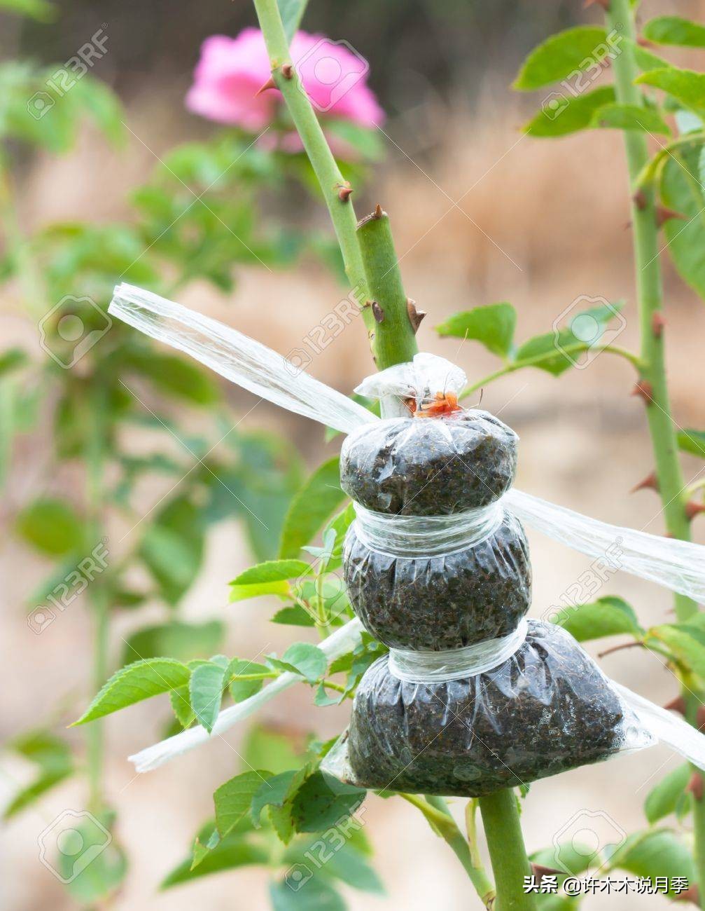 嫁接爬藤月季跟扦插的怎么区分 (蔷薇嫁接月季再扦插能不能生根)