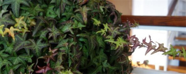 常春藤茎干枯黄叶片绿,常春藤叶子干枯发黑