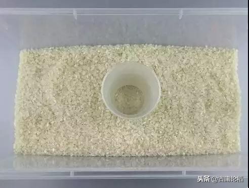 米和面里黑色的虫子是什么,你见过米里面黑色的小虫吗