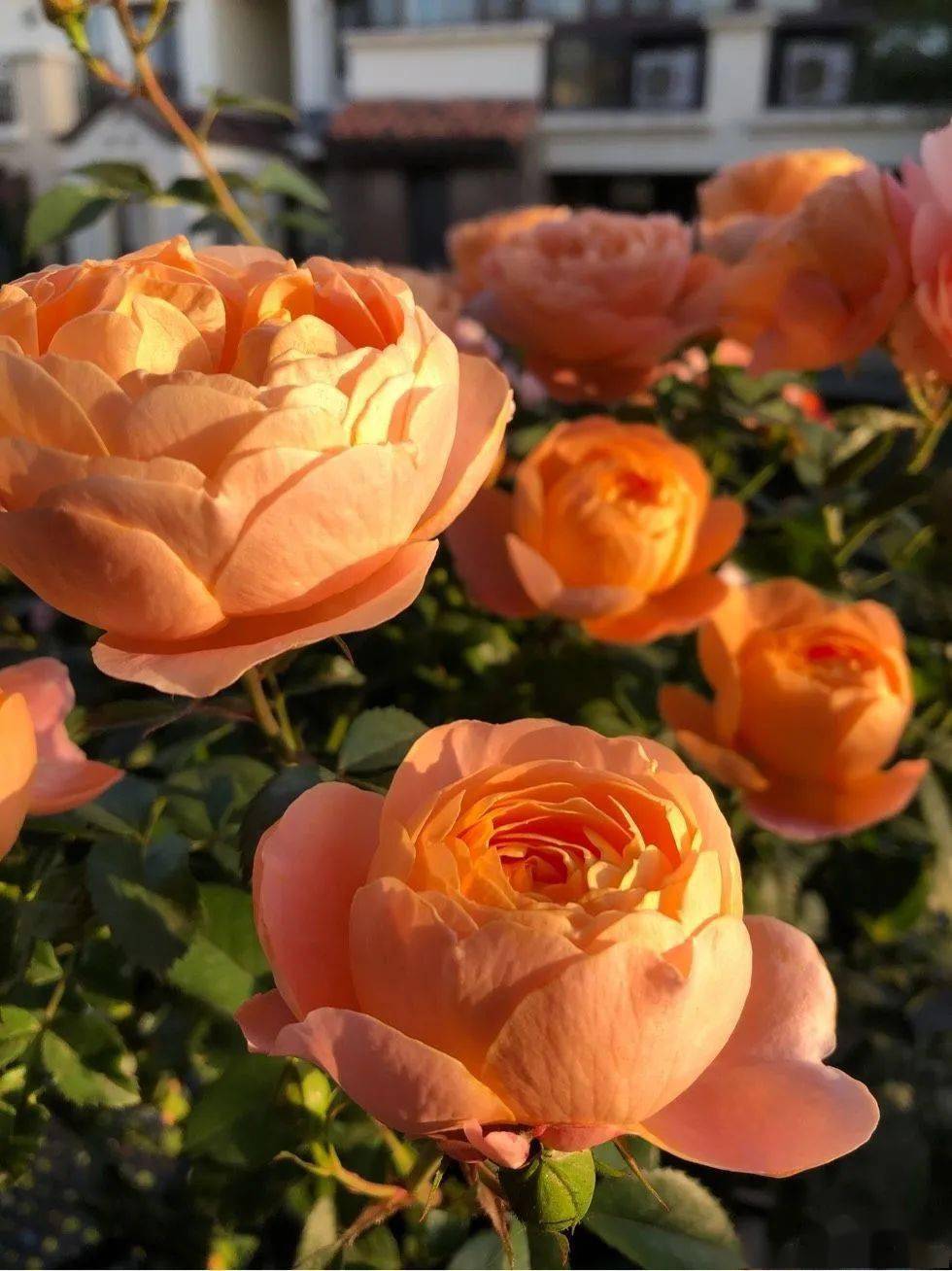 人养花一时养人一生,人养花同时花也养人