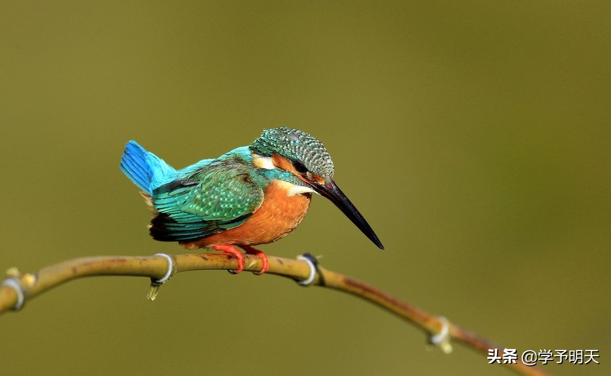 部编版三下语文第一单元测试卷,部编版三年级语文上期末精选卷