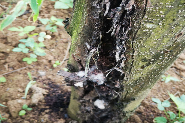 核桃树身上流黑水是啥病,核桃树树身腐烂流黑水用什么药