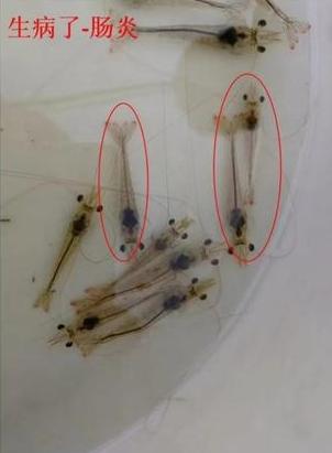 对虾养殖如何自己测弧菌,对虾水产养殖不花钱小妙招