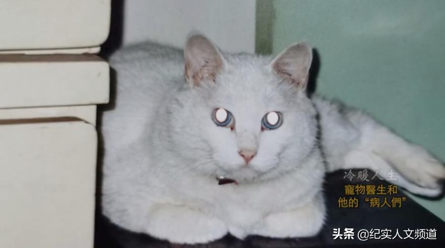 “大夫，我把房卖了，你能治好我的猫吗？”