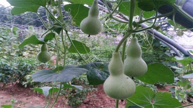 文玩葫芦的种植和管理,亚亚葫芦种植管理技术