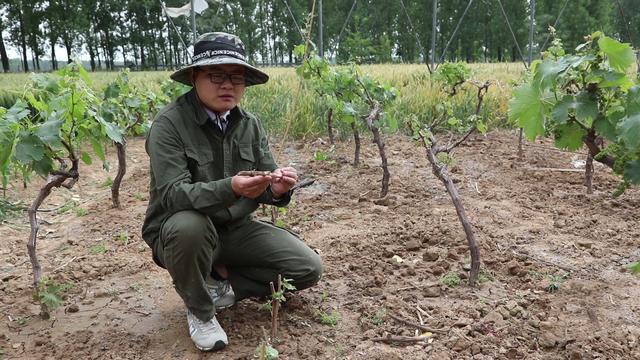 为什么自家种的葡萄不容易一起熟,为什么葡萄园拿回来种长得不一样