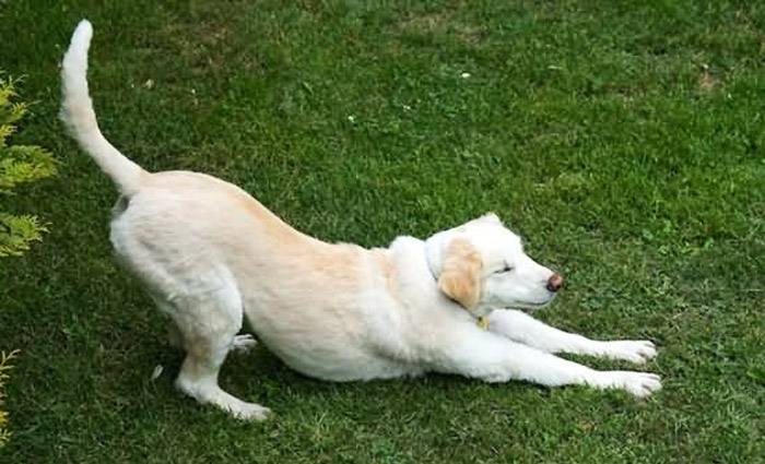 狗大便前为什么要转圈圈,为什么狗拉屎前转圈圈