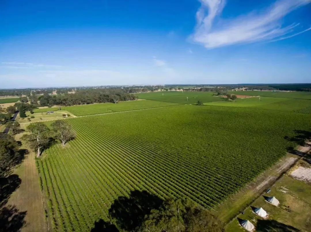 澳大利亚的巴罗萨谷著名葡萄酒,澳洲巴罗萨西拉干红葡萄酒