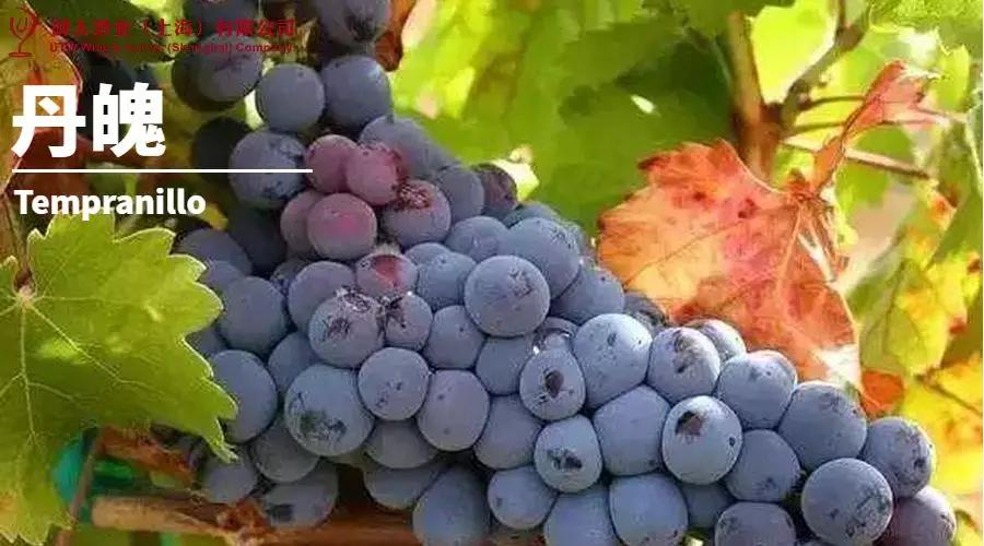 世界葡萄品种最甜十大排名榜,世界十大葡萄酒葡萄品种介绍