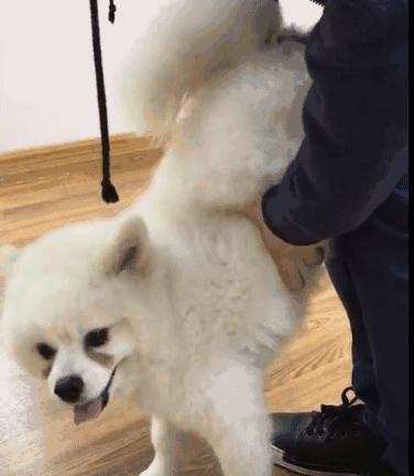 一小区多条狗被毒死怎么办,狗狗误食敌敌畏中毒有什么解法