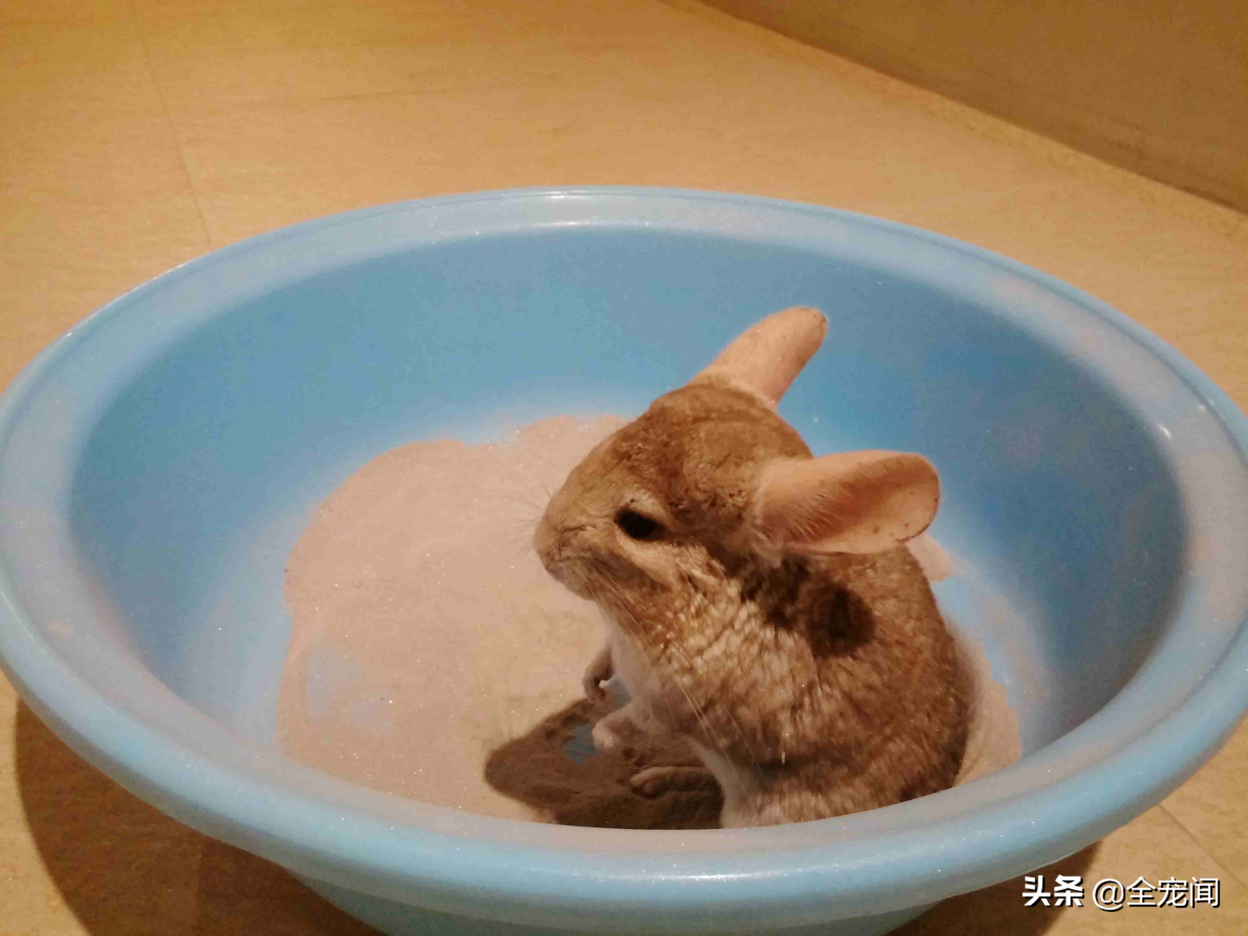 龙猫到底是个什么物种,宠物龙猫饲养注意事项有哪些