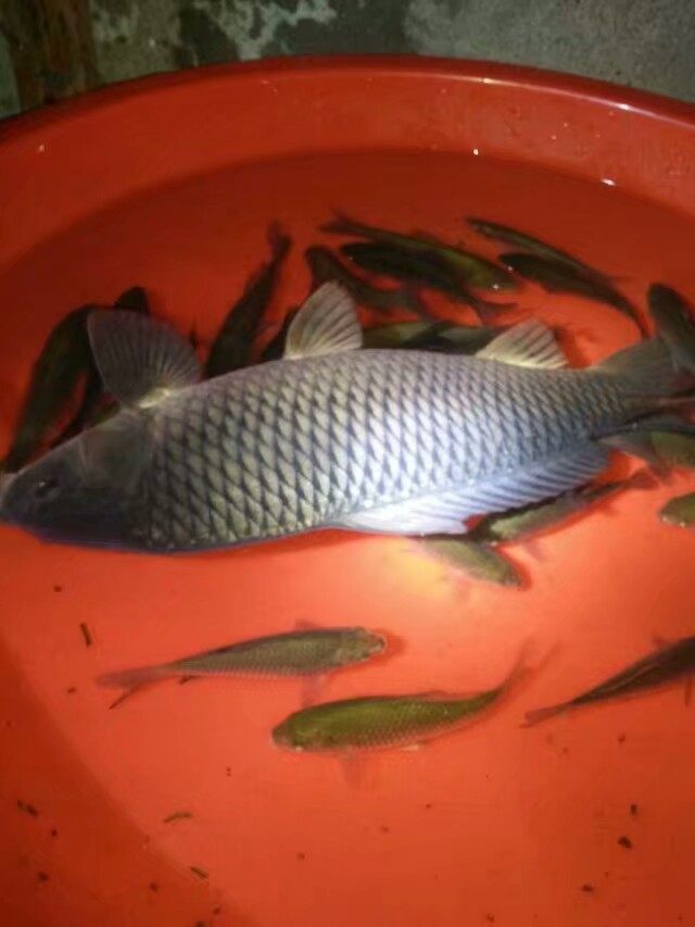 晚秋野河垂钓怎么选择最佳钓点,水浑野河垂钓怎么选择最佳钓点