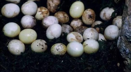 “偷渡”进来的大蜗牛,如今已在中国泛滥,广东人也无从下嘴