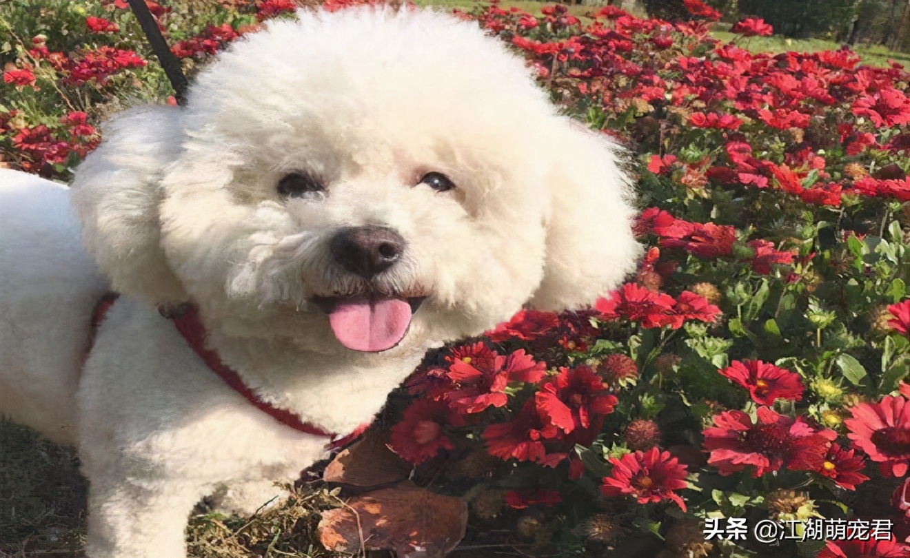 家里养比熊有异味吗,家里养比熊有虫子爬怎么办