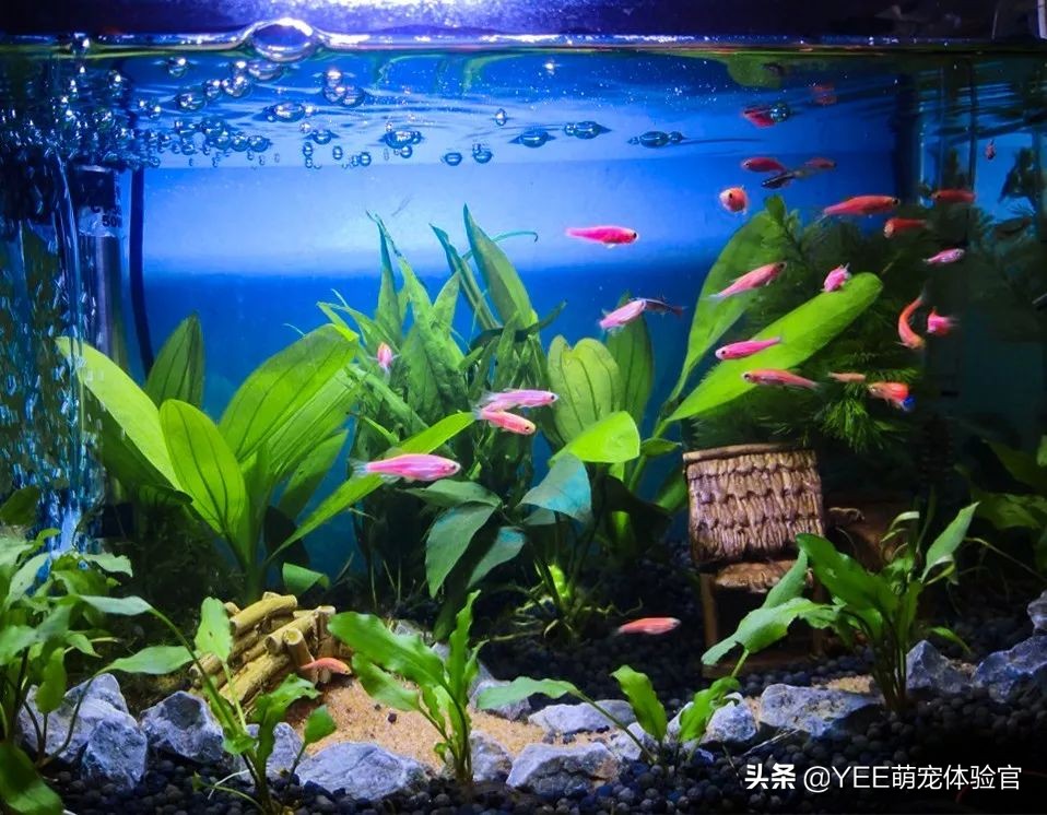 鱼水质酸碱度怎么调,水产怎样快速测试水质