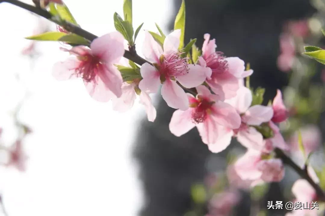 渝黔文苑|我和桃花有个约定