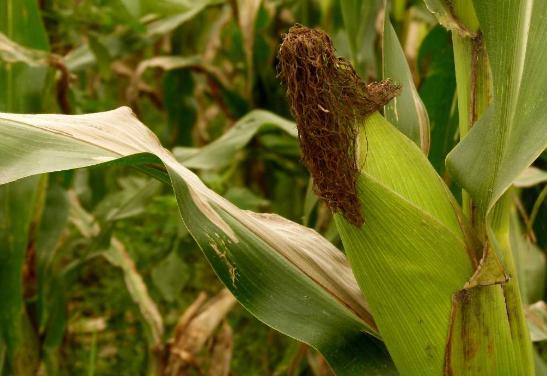 种植玉米高产技术有哪些,积温在2500到3000的高产玉米种子