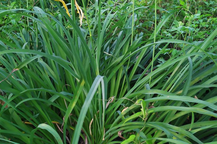 春天的森林气息,春天的馥郁气息