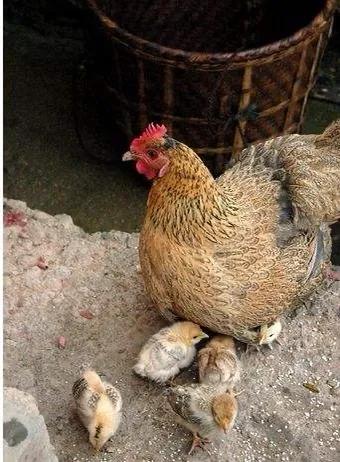 小鸡下蛋简笔画儿童画,儿童画创意母鸡